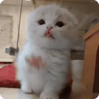 😛 anak kucing, lucu, hewan peliharaan, hewan, kucing, putih telegram sticker