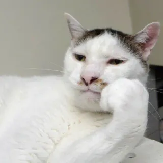 😐 Katze, Tier, Denken, Haustier telegram sticker