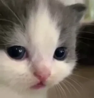 😐 kucing, anak kucing, hewan, hewan peliharaan, imut, hewan peliharaan telegram sticker