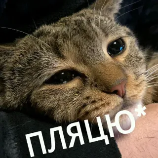 😢 ПЛЯЦЮ* gatto, meme, russo whatsapp sticker