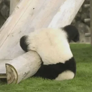 🐼 Panda, Animal, Lindo, Oso, Fauna telegram sticker