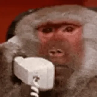 🔗 małpa, telefon, zwierzę, naczelny, komunikacja whatsapp sticker