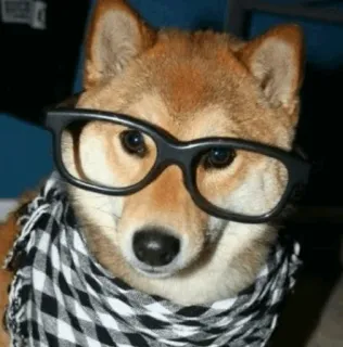 🐕 perro, shiba inu, gafas, bufanda, animal, lindo, mascota whatsapp sticker