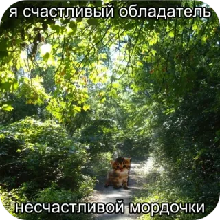 👍 я счастливый обладатель несчастливой мордочки cat, meme, funny, russian, pet whatsapp sticker