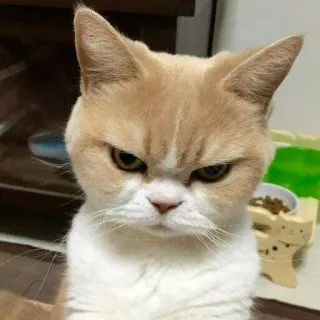 😾 gato, rabugento, animal, animal de estimação, felino, gato doméstico, gato zangado whatsapp sticker