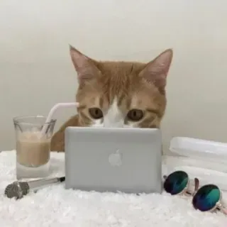 🍣 猫, コンピューター, 眼鏡, マイク, 飲み物, オレンジ色の猫 telegram sticker