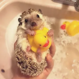 🦔 riccio, anatra, bagno, carino, animale, animale domestico, anatra di gomma whatsapp sticker