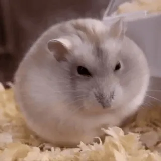 😒 hamster, animal de estimação, animal, fofo, roedor, pequeno telegram sticker