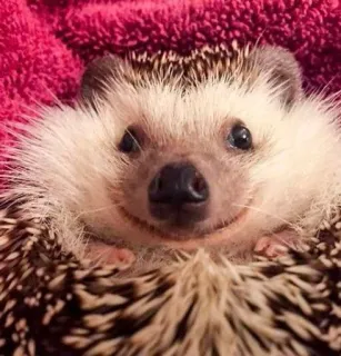 🌟 Igel, süß, Tier, lächelnd whatsapp sticker