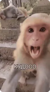 🌟 КУDOOO khỉ, sốc, động vật, linh trưởng, hài hước, meme telegram sticker