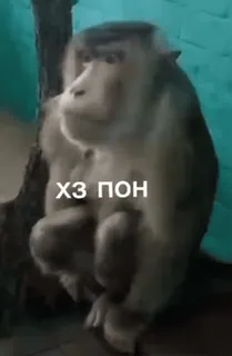 👨‍🦼 XЗ ПОН scimmia, animale, meme telegram sticker