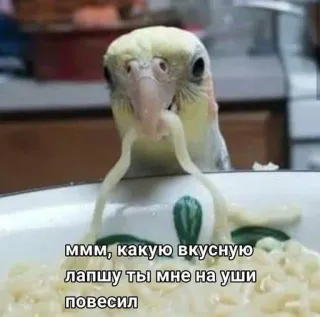 🍜 ммм, какую вкусную лапшу ты мне на уши повесил นก, สปาเก็ตตี้, ตลก, มีม, นกแก้ว telegram sticker