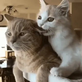 🌟 cat, kitten, animals, pets, cute, adorable whatsapp sticker