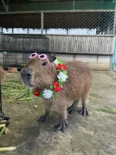 ✨ capivara, animal, mamífero, roedor, óculos de sol, lei, fofo, engraçado whatsapp sticker