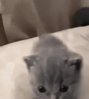 🐨 котенок, кошка, животное, милый, домашнее животное, домашняя кошка whatsapp sticker