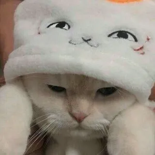 🐱 кот, котенок, животное, питомец, милый, шляпа telegram sticker