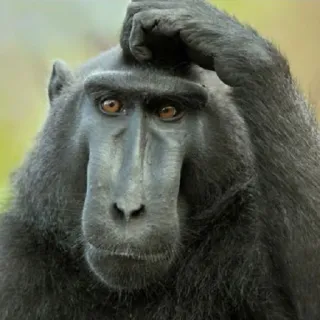 😲 scimmia, animale, scimmia antropomorfa, pensare, primate, curioso, natura telegram sticker