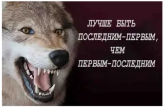 🐺 ЛУЧШЕ БЫТЬ ПОСЛЕДНИМ-ПЕРВЫМ, ЧЕМ ПЕРВЫМ-ПОСЛЕДНИМ wolf, wütend, tier, zitat, text, phrase telegram sticker