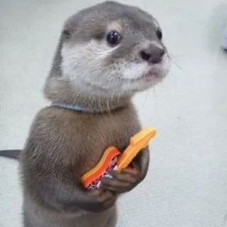 🐾 loutre, guitare, animal, mignon, animal de compagnie, musique whatsapp sticker