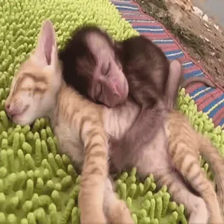 😻 cat, kitten, monkey, animal, cute, sleeping, friendship whatsapp sticker