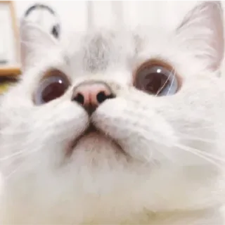 😁 Katze, Tier, weiße Katze, süß, Haustier, Säugetier telegram sticker