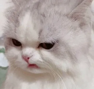 🐹 Katze, grummelig, Perserkatze, Tier, süß telegram sticker