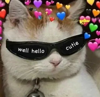 😍 well hello cutie kot, słodki, okulary przeciwsłoneczne, serca, mem whatsapp sticker