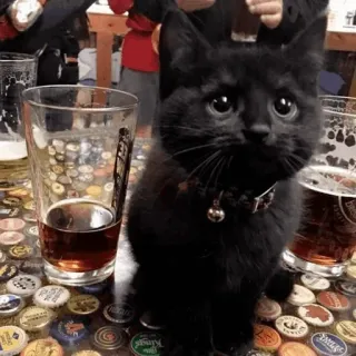 🐈‍⬛️ cat, kitten, black cat, beer, bar, animal, cute telegram sticker