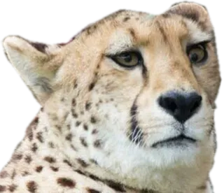 🇺🇸 cheetah, animal, cat, wildlife, mammal, predator, spotted whatsapp sticker