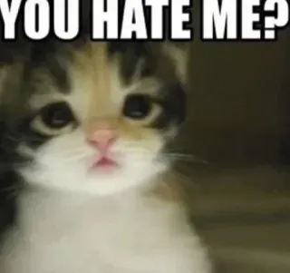 ☔️ YOU HATE ME? kat, verdrietig, meme, vraag, schattig, kitten telegram sticker