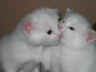 💋 kitten, kat, dier, schattig, huisdier, wit, huiskat, katachtig telegram sticker