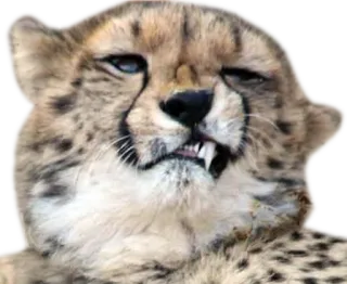 🉑 cheetah, animal, cat, funny face, wildlife whatsapp sticker