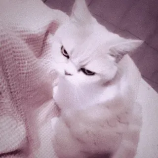 🖇 고양이, 화난, 흰 고양이, 귀여운, 애완 동물, 밈, 심술궂은 telegram sticker