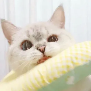 🐱 cat, animal, pet, domestic animal, cute, feline whatsapp sticker
