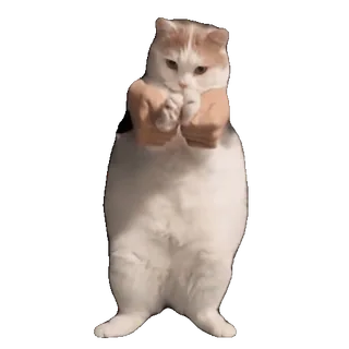 💃 cat, offensive, gesture, boxing, fighting, animal, meme whatsapp sticker