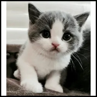 🐾 Katze, Kätzchen, Tier, Haustier, süß, Hauskatze telegram sticker