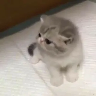 😐 Katze, Kätzchen, süß, Haustier, Tier, häuslich telegram sticker