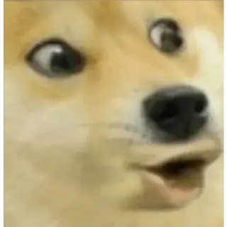 😮 Doge pies, mem, doge, zwierzę, zszokowany, słodki telegram sticker