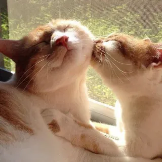 ♥️ katten, kus, dieren, huiskatten, huisdieren telegram sticker