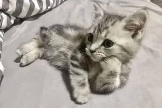 😏 猫, 小猫, 可爱, 动物, 宠物, 猫科动物, 家养动物 telegram sticker