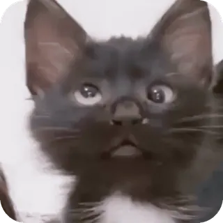 😲 telegram sticker