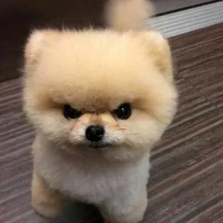 😠 chien, poméranien, mignon, en colère, chiot, animal whatsapp sticker