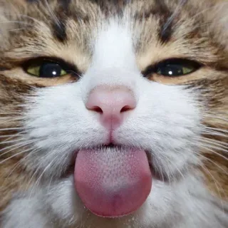 😛 кот, животное, питомец, язык, милый, смешной telegram sticker