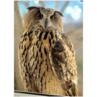 😕 owl, bird, wildlife, nature, predator, animal telegram sticker