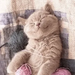 ⚡️ gato, gatito, lindo, lana, durmiendo, animal telegram sticker