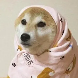 🐶 SHIBO cão, shiba inu, animal, animal de estimação, fofo, cobertor, meme telegram sticker