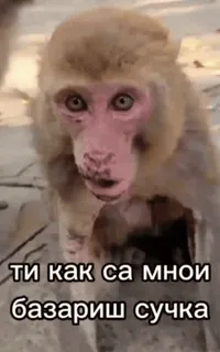 😜 ти как са мной базариш сучка ลิง, คำดูถูก, คำหยาบ, สัตว์, มmeme telegram sticker