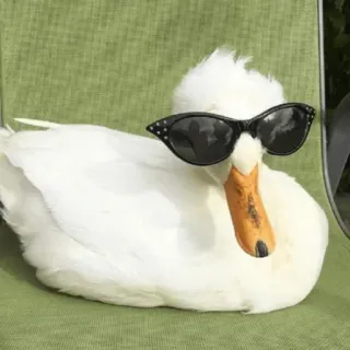 😎 duck, sunglasses, animal, cute, funny whatsapp sticker
