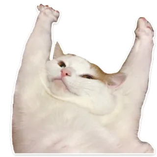 🌞 gato, animal, mascota, patas levantadas, feliz, celebración telegram sticker