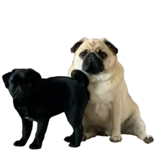😑 mops, pies, zwierzę, szczeniak telegram sticker